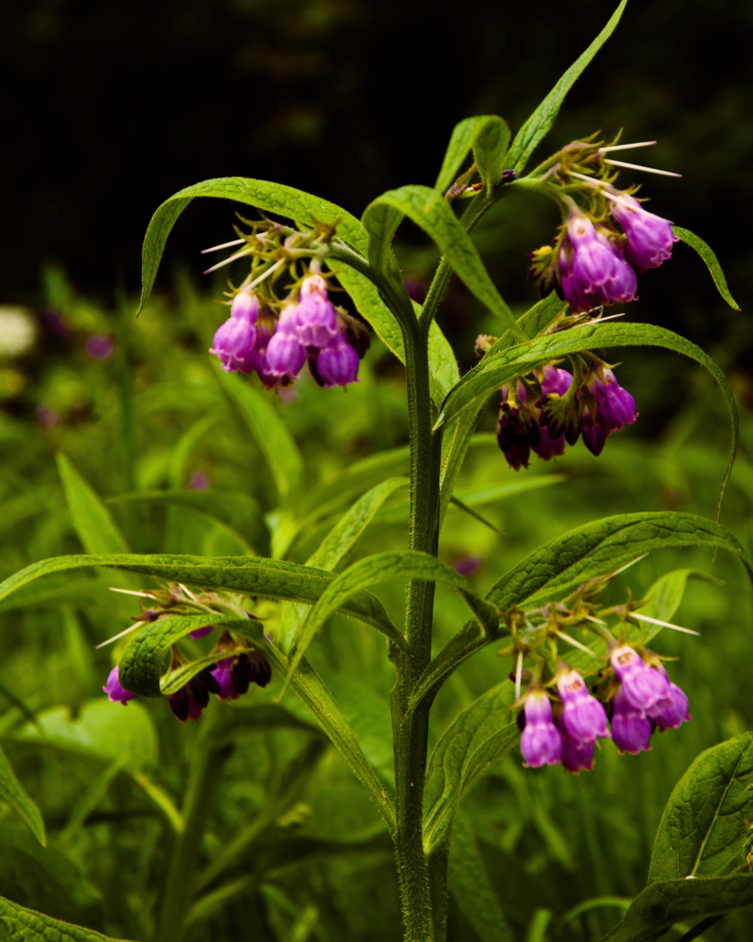 Wildwood Cascade Beard Oil